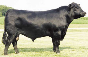 Aberdeen Angus bull